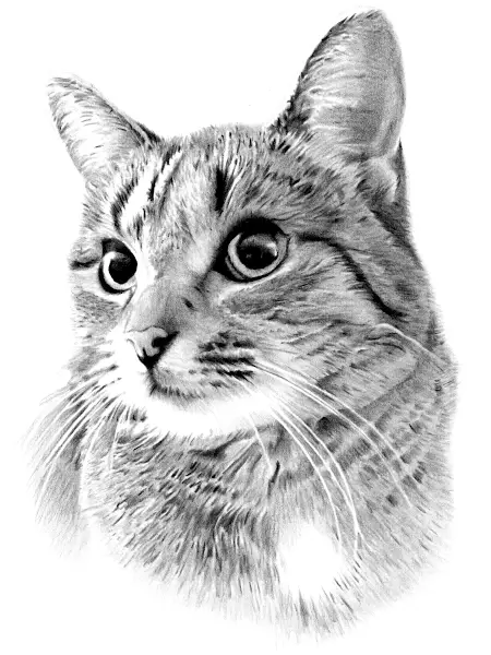 Drawing of an Alert Tabby Cat with White Chest Pencil drawing of a short-haired tabby cat with alert eyes, soft stripes, and white chest, captured in lifelike detail and texture.