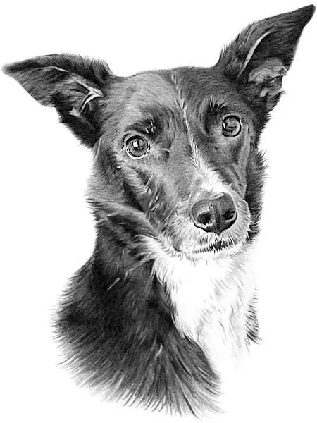 Drawing of an alert Border Collie Pencil portrait of an alert Border Collie with upright ears and expressive eyes, drawn with fine detail and soft realistic shading.