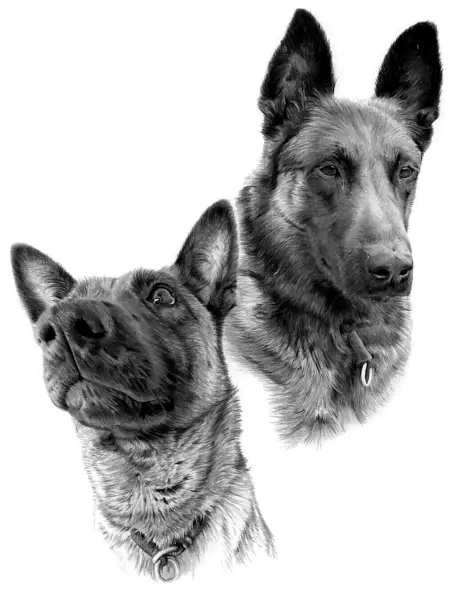 Pencil portrait of two German Shepherds Pencil portrait of two German Shepherds with upright ears and expressive faces, one alert and one calm, shown side by side.
