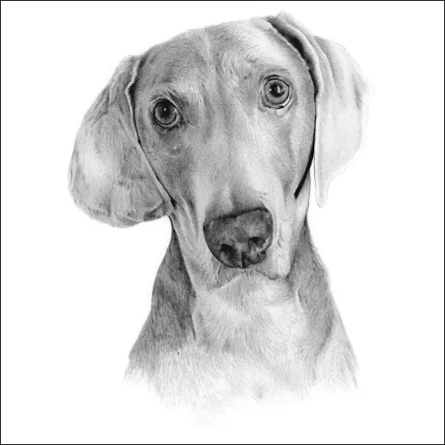 Drawings of Dogs Animal Drawings: Pencil Drawing of a Dog