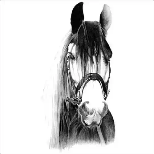 Pencil portrait of a Gypsy Cob with a flowing mane and bridle, front-facing with bold contrast and detailed shading on white background