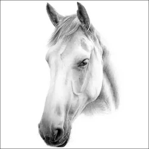 Detailed pencil sketch of an Arabian horse head, facing left, softly shaded against a clean white background