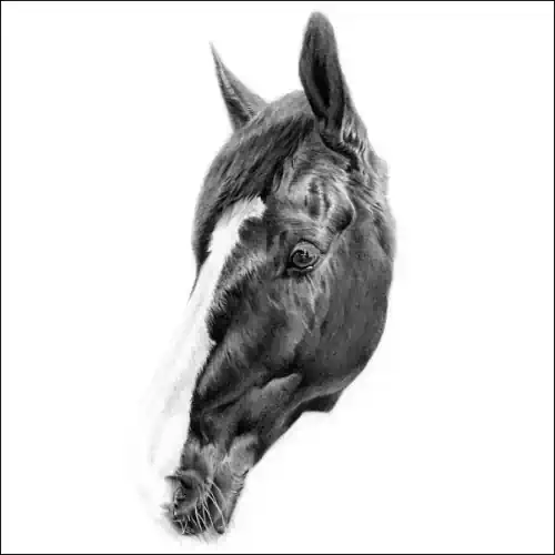 Detailed pencil drawing of a Clydesdale horse’s head with a bold blaze, rich shading and a strong, expressive look on white background.