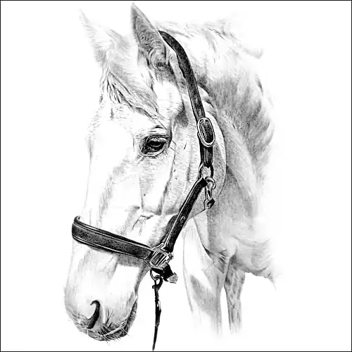 Pencil drawing of a horse. the strong neck, refined head and calm expression suggest, Quarter horse. Or possibly Connemara Pony given, its sturdy yet elegant build