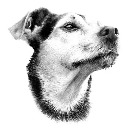 Pet Portraits: Detailed pencil portrait of a terrier-type dog, head turned to the right, rendered fur and soft shading, on plain background.