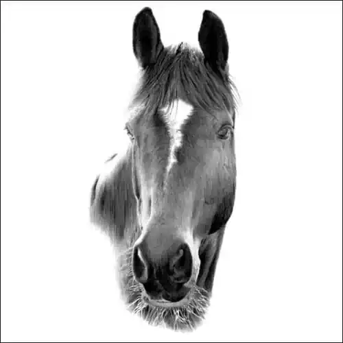 Pencil portrait of a horse with a white blaze, facing forward with calm expression, detailed shading and fine hair texture.