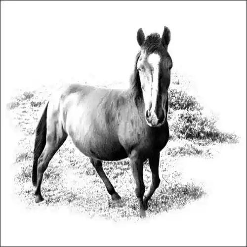 Full-body pencil drawing of a Welsh Cob horse standing in grass, detailed shading with a white blaze on face, on a faded background.