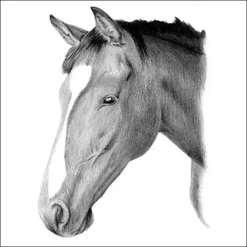 Pencil portrait of a Thoroughbred horse with a white blaze, head bowed gently, finely shaded against a clean white background