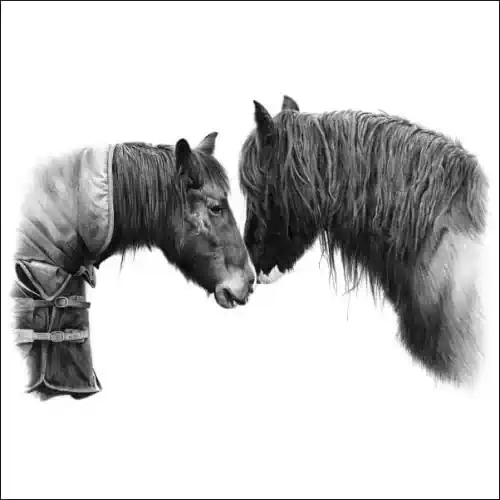 Drawings of Horses Animal Drawings: Drawings of Horses