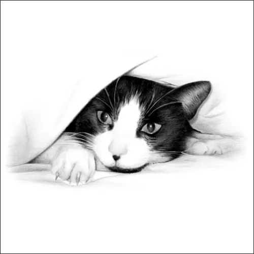Drawings of Cats Animal Drawings: Drawings of a Cat