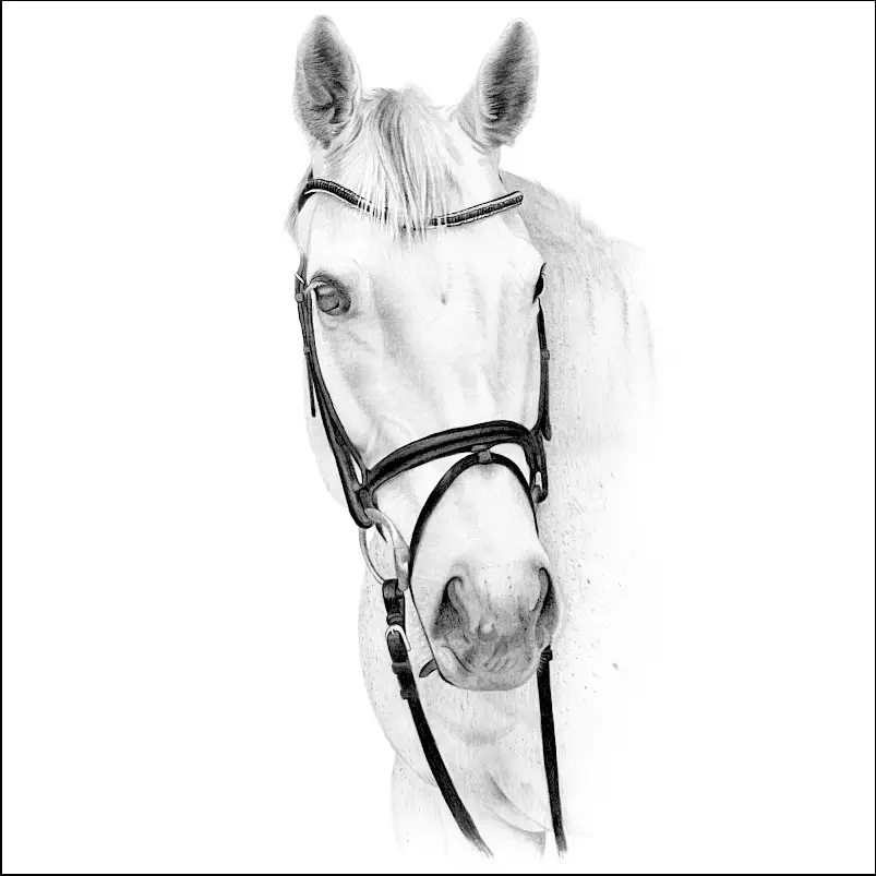 Drawings of Horses Drawings of Horses from Photographs