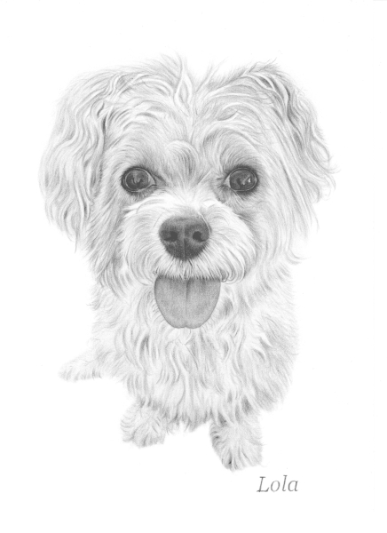 Hand-Drawn Pencil Portrait of a Small White Dog Hand-drawn pencil portrait of Lola, a small white dog with bright eyes, fluffy fur and a cheerful expression from a photo.