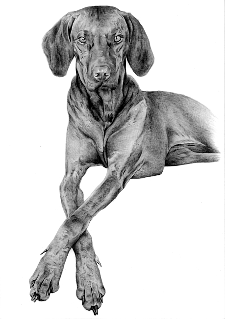 Hand-Drawn Pencil Portrait of a Great Dane Lying with Crossed Paws Realistic pencil portrait of a Great Dane lying with crossed paws, expertly drawn from a photo with lifelike detail and poise.